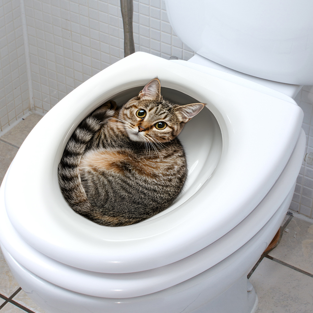 ثلاثية الأبعاد مضحك القط المرح - مراجعة Bathroom Home Improvement وسعره